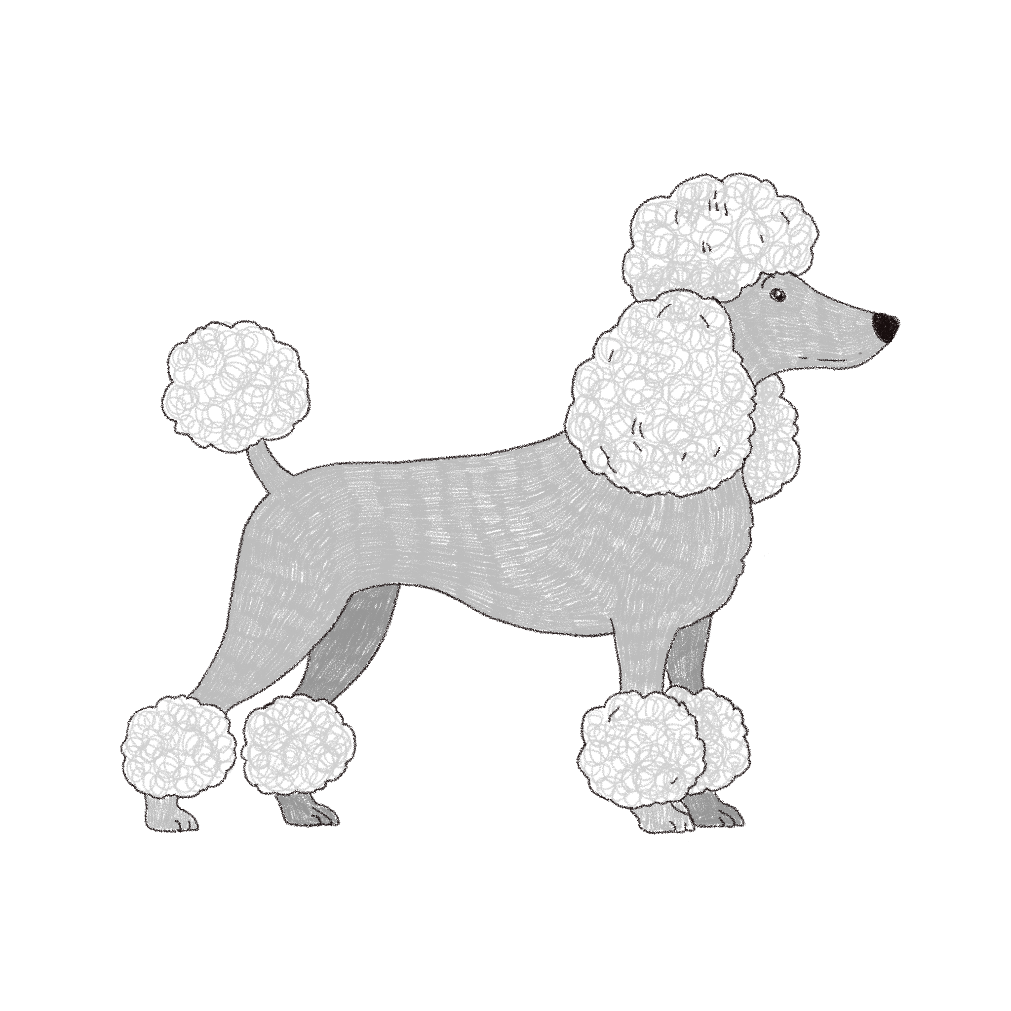Poodle