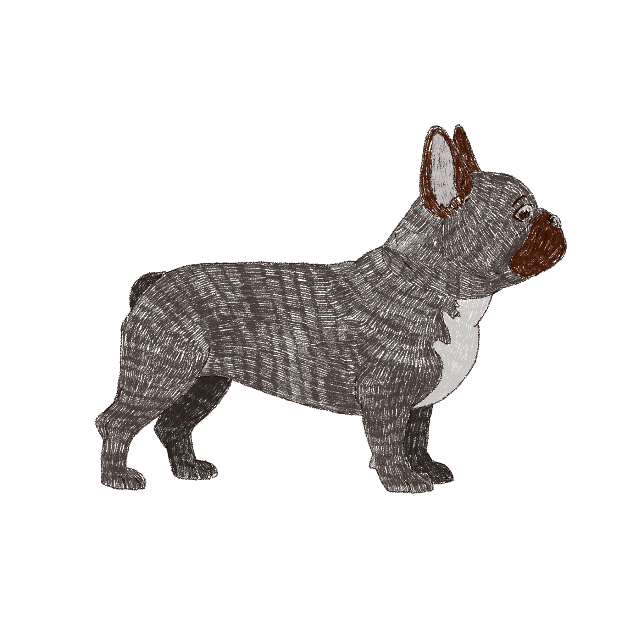 French Bulldog