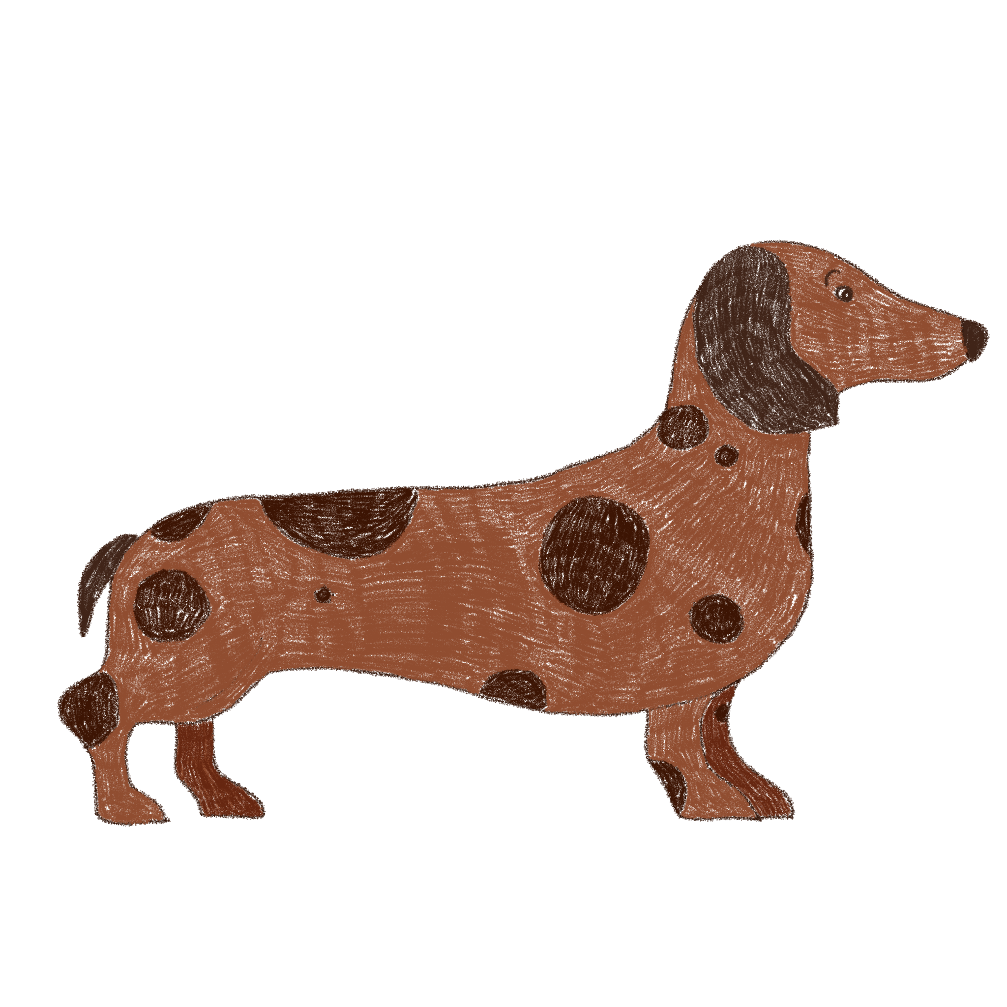 Dachshund